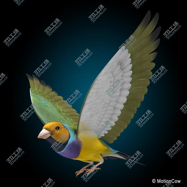 images/goods_img/20210312/Finch  Flying/2.jpg